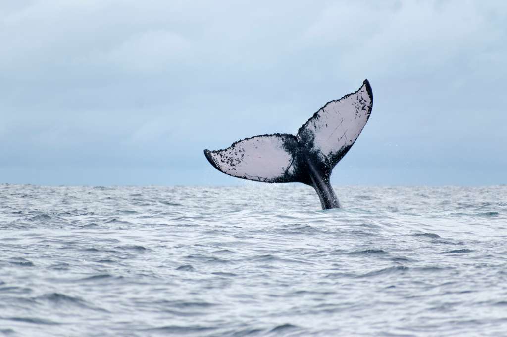 ballenas