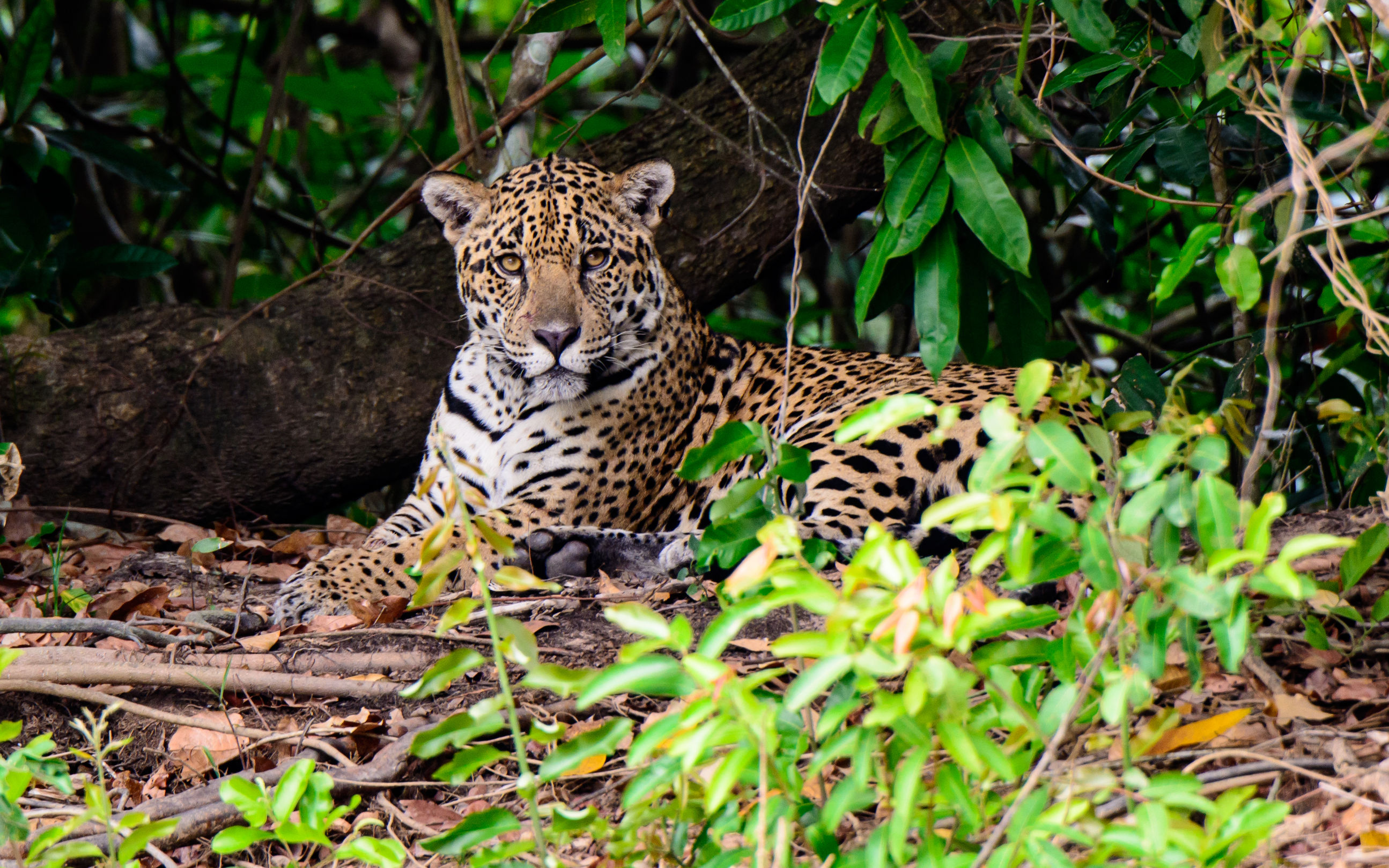 Conexión Jaguar hace parte de la Initiative 20x20, liderada por los países de Latinoamérica para la conservación y la restauración de 20 millones de hectáreas de bosques en el continente para el año 2020.