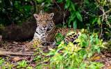 Reducir 9 millones de toneladas de CO2, la meta de Conexión Jaguar al 2030