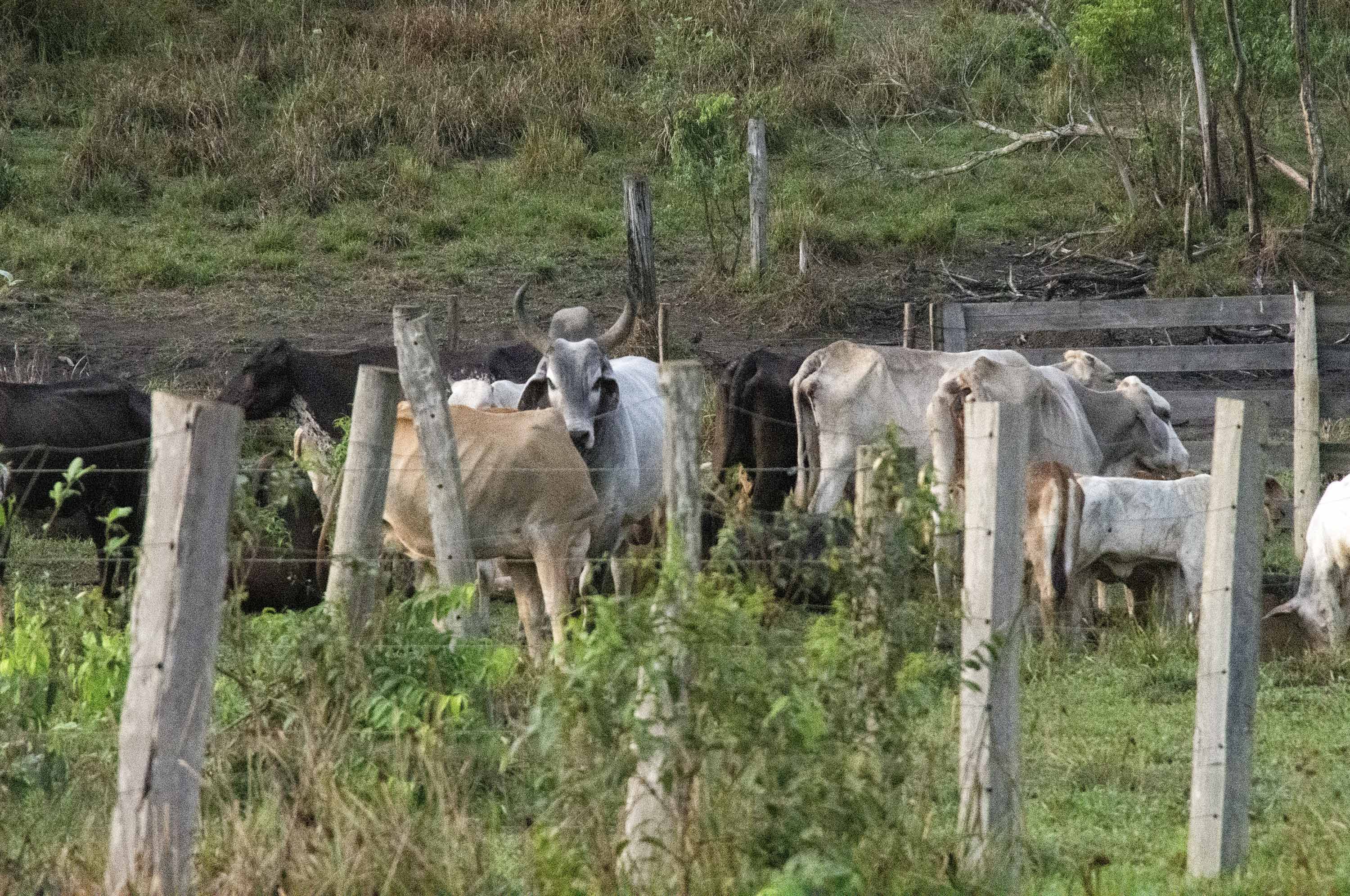 Indígenas Mura, en Brasil y su lucha por proteger la Amazonia su territorio.