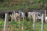 Cinco claves para pensar el medio ambiente en Colombia
