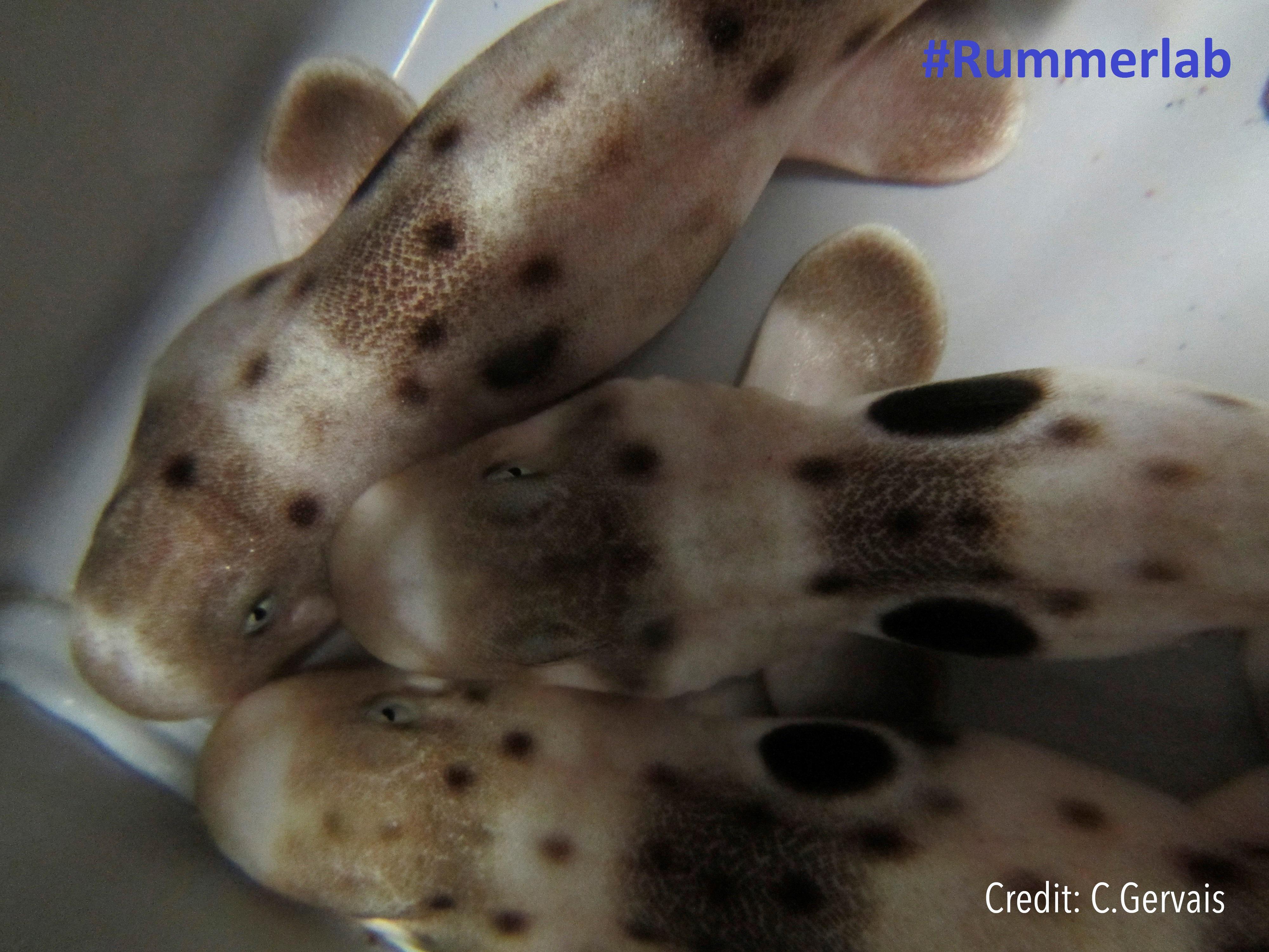Los tiburones epaulette son conocidos por su resiliencia al cambio, incluso a la acidificación de las aguas", precisó Rummer, al preguntarse "¿si estas especies no pueden tolerar el calentamiento de las aguas cómo van a sobrevivir las otras especies menos tolerantes?".