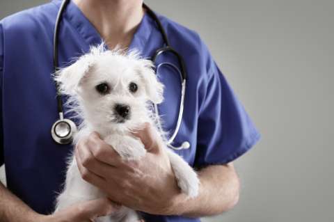 La protesta de los veterinarios