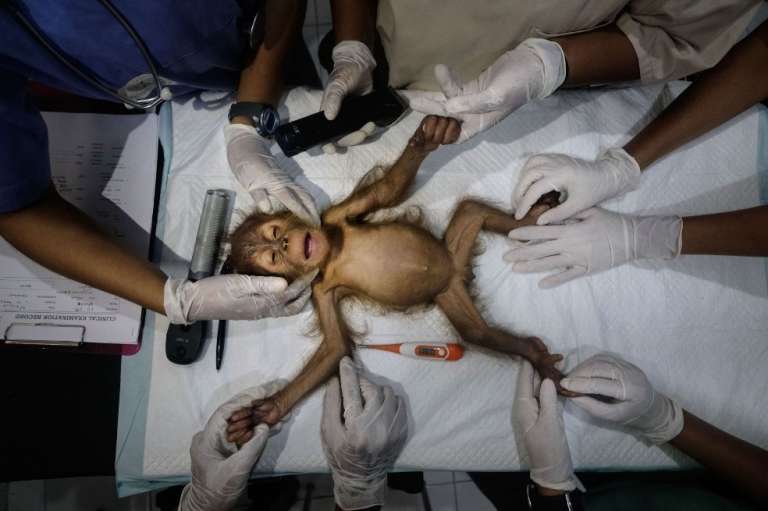 Salvando orangutanes, Primer Lugar en la categoría Gente y Naturaleza.