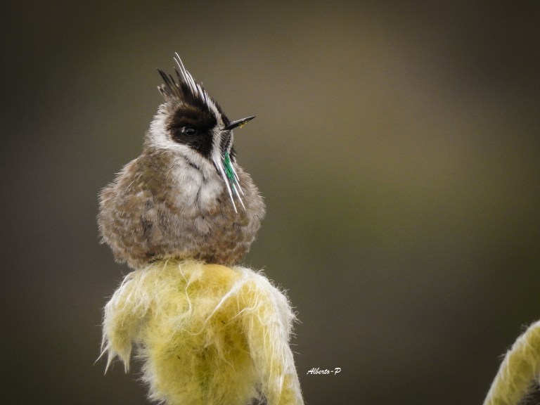Este impresionante colibrí es distintivo dentro de su limitado rango en el centro-norte de Colombia. Los machos tienen una raya verde puntiaguda en la garganta bordeada de blanco y una cresta blanco y negro puntiaguda.