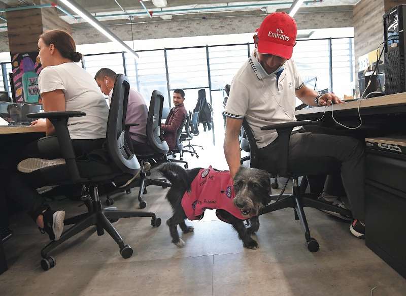 La iniciativa busca dar una solución a los problemas de insatisfacción laboral y a los perros en estado de abandono.
