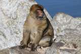 Movilización para salvar al mono de Gibraltar, una especie amenazada