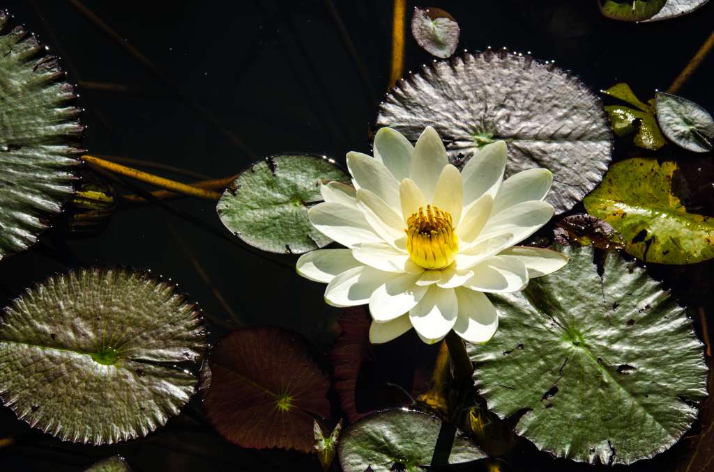 Fotografía de la flor y hojas de una Victoria Regia