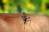 OMS aboga por invertir en prevención de enfermedades tropicales