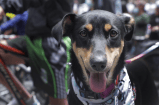 Bogotá celebra adopciones: 12 animales encuentran familia en el CEFE Chapinero
