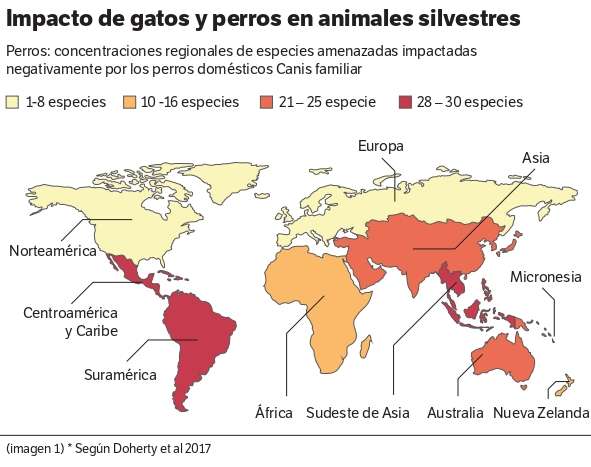Desde 2013, un estudio publicado en Nature Communications calculó que, en Estados Unidos, los gatos que antes eran domésticos, pero ahora corren libremente, mataban entre 1,3 y 4 mil millones de aves en un año. /Biological Conservation