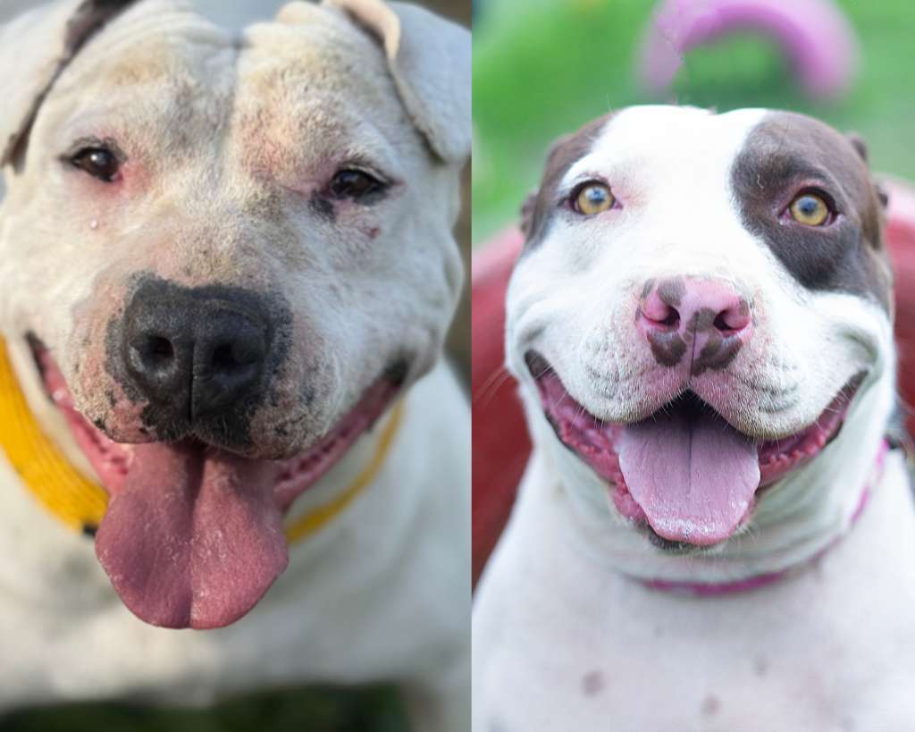 Piden ayuda para Tony y Europa, dos perritos inseparables que luchan contra el cáncer