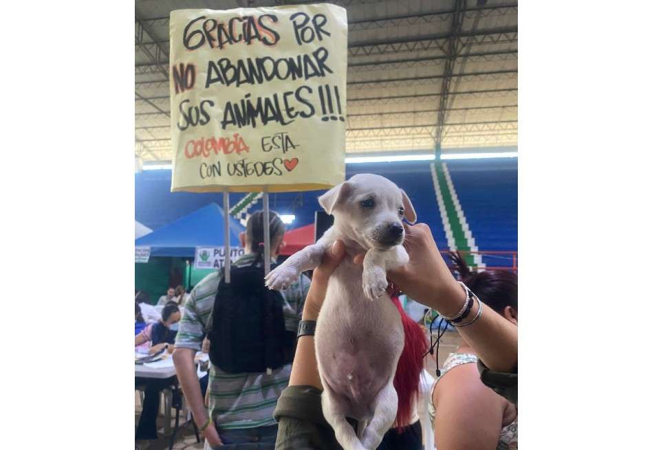 Debido a la urgencia de priorizar su propia vida, muchas personas se ven forzadas a abandonar a sus animales, los cuales quedan atrapados en medio del conflicto.