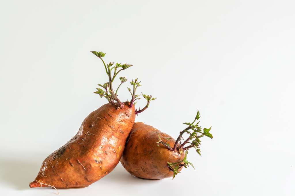 Mantenerlos en bodegas secas y limpias para prevenir plagas y enfermedades, garantizando su viabilidad para la siguiente temporada de cultivo.