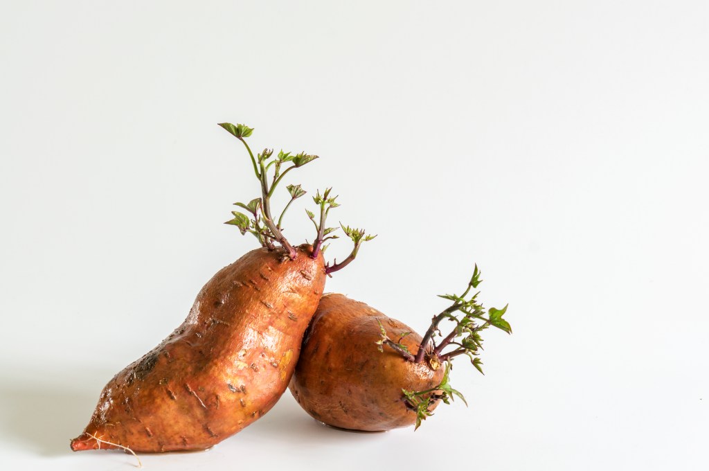 Mantenerlos en bodegas secas y limpias para prevenir plagas y enfermedades, garantizando su viabilidad para la siguiente temporada de cultivo.
