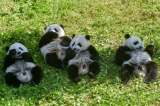 Dos pandas gemelos en China se convierten en la nueva esperanza para la especie