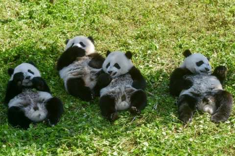 Dos pandas gemelos en China se convierten en la nueva esperanza para la especie