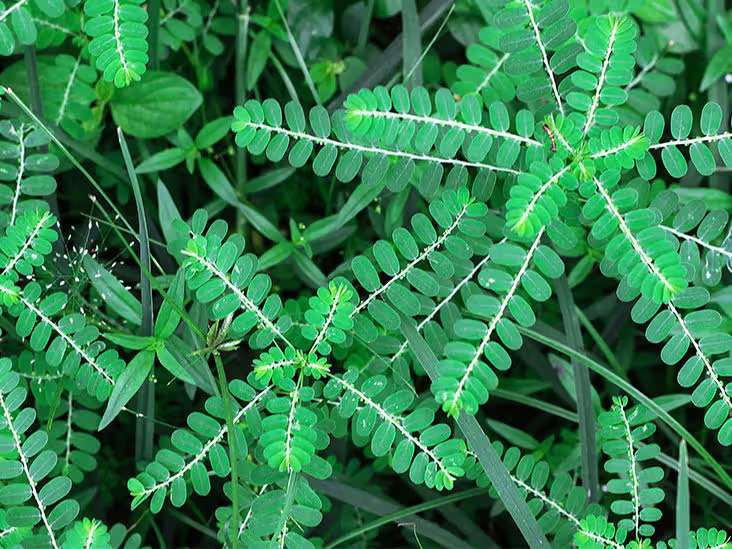 Cultivar chanca piedra en casa no solo permite el acceso a un remedio natural, sino que también contribuye a un estilo de vida sostenible.