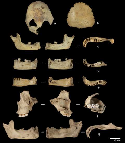 En restos de hace 5.700 años, científicos hallaron un caso de canibalismo humano