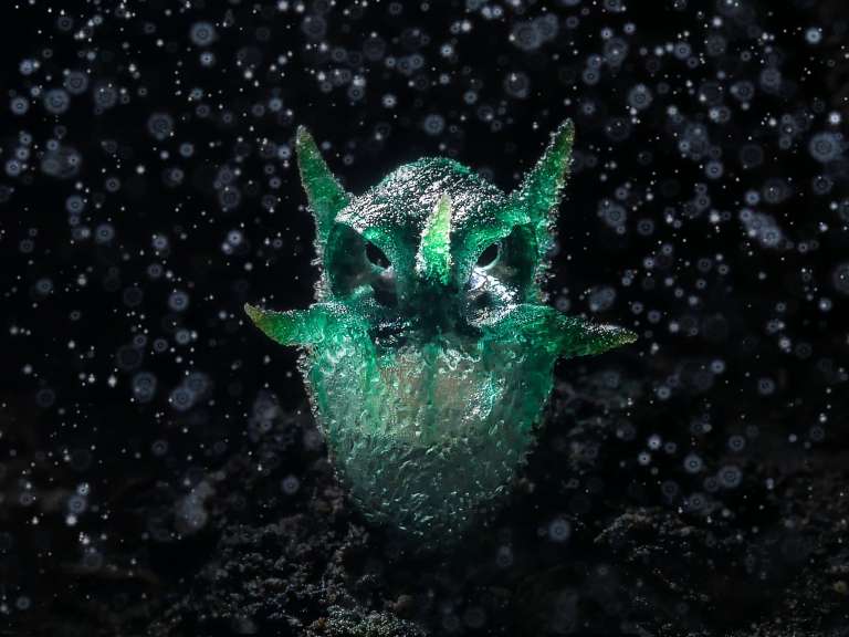 Chatree Lertsintanakorn ganó oro en Plantas y hongos. "Una vez, un fotógrafo a quien respetaba, Suchat Chanhomhuan, me llevó a la montaña Doi Hua Mot, santuario de vida silvestre de Umphang, provincia de Tak, Tailandia, para encontrarme con una especie de organismo vivo con una forma extraña que parecía un búho. El nombre científico de esta planta es Thismia thaithongiana", dijo. /Chatree Lertsintanakorn, World Nature Photography Awards.