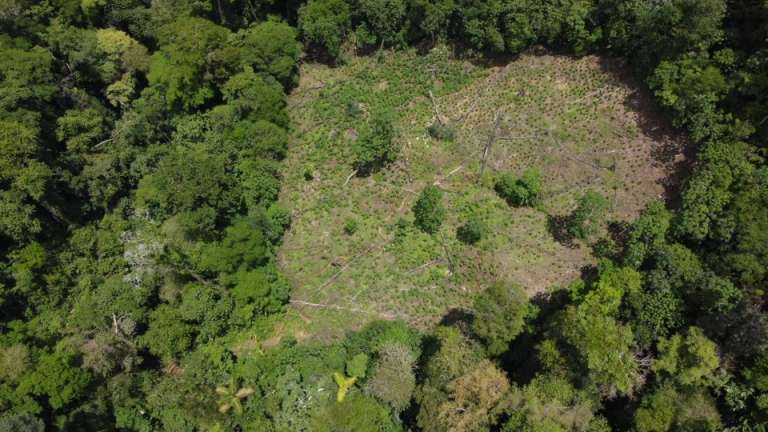 Las imágenes muestran puntos deforestados al interior del Parque Nacional Natural Paramillo, en los departamentos de Córdoba y Antioquia.