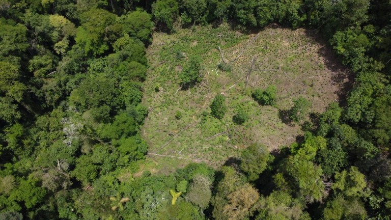 Las imágenes muestran puntos deforestados al interior del Parque Nacional Natural Paramillo, en los departamentos de Córdoba y Antioquia.