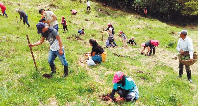 Minga de siembra con el vivero de Sinchimaki, municipio de Tuquerres, Nariño.