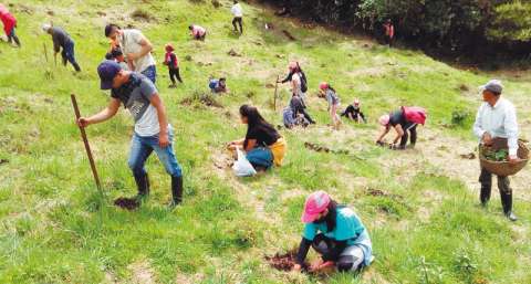 Las comunidades son la base de la reforestación en Nariño