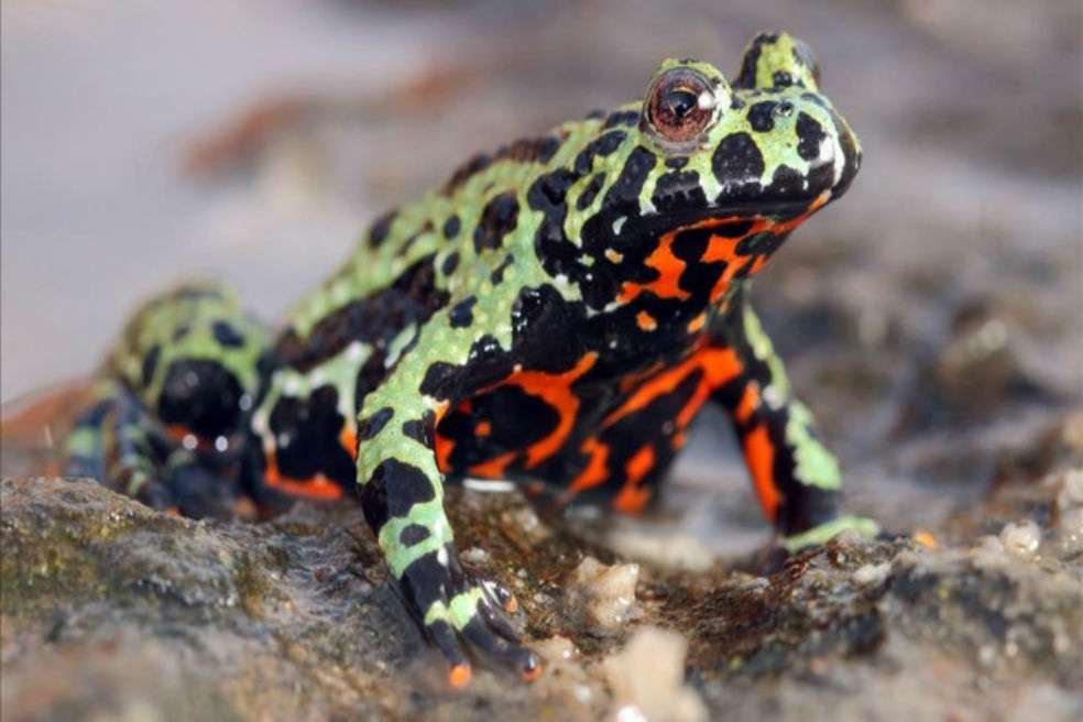 Sapo "vientre de fuego" oriental (Bombina orientalis) importado en Europa de Corea del Sur / Frank Pasmans/SINC