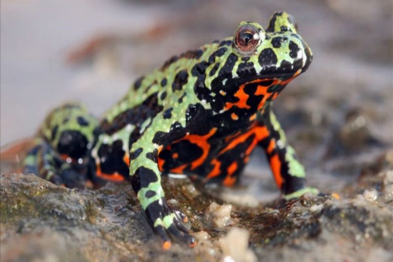 La enfermedad que mató a miles de ranas en el mundo es un hongo coreano