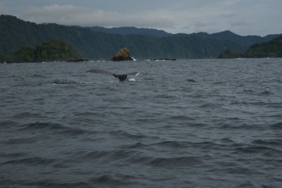 Las ballenas jorobadas viajan aproximadamente 25.000 kilómetros desde las frías aguas de la Antártida hasta las costas chocoanas para aparearse y tener sus crías. / Karen Juliete Rojas Gaitán