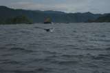 Nuquí, cuna de las ballenas jorobadas
