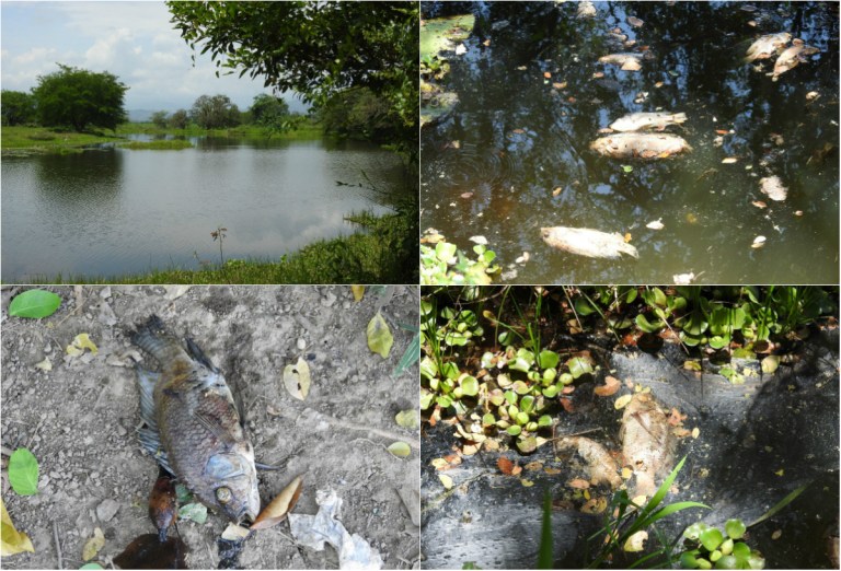 Ambientalistas denuncian mortandad de peces en caños de Cartagena
