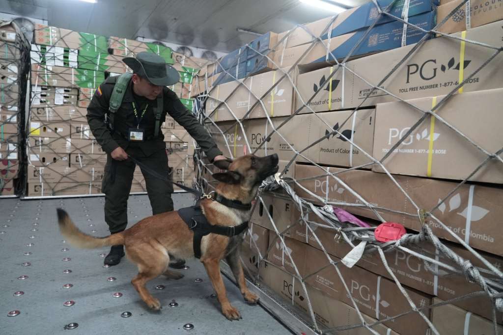 San Valentín: con “Plan Pétalo” buscan evitar narcotráfico en exportación de flores