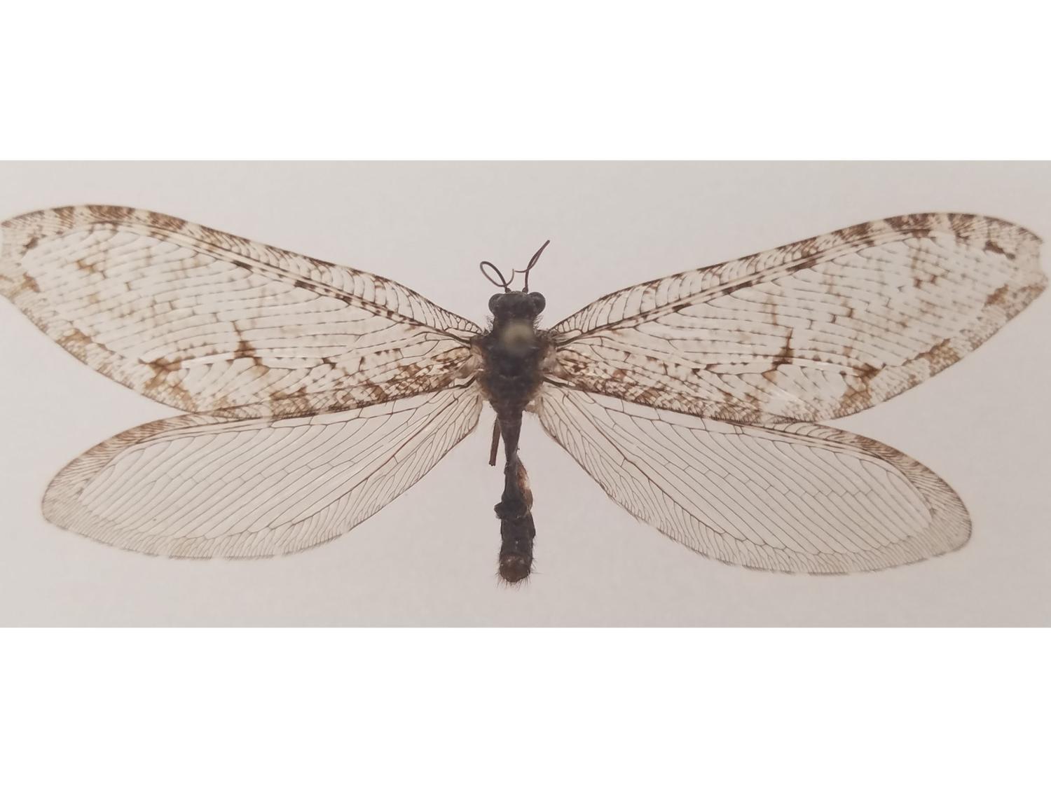 El insecto no se veía hace más de 50 años en esa parte del país.