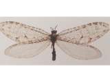 Encuentran un insecto gigante de la era jurásica fuera de un Walmart en Arkansas