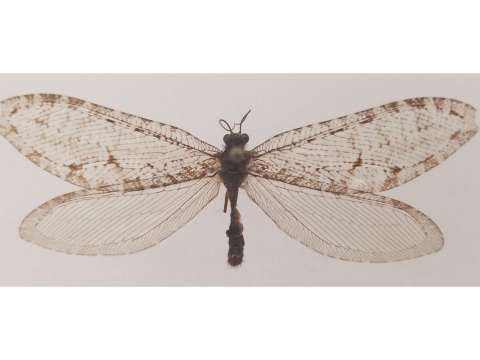 Encuentran un insecto gigante de la era jurásica fuera de un Walmart en Arkansas