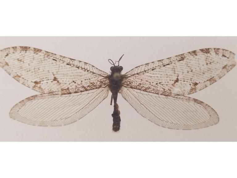 Encuentran un insecto gigante de la era jurásica fuera de un Walmart en Arkansas