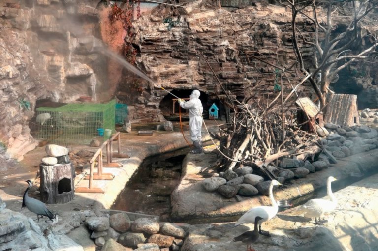 Corea del Sur sacrifica a 19 millones de aves tras un brote de gripe aviar