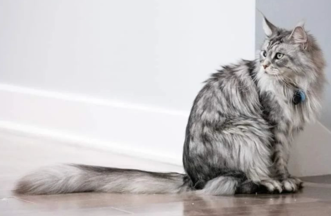 ¿Cómo entender a un gato?
