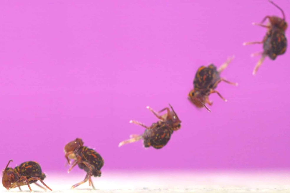 El diminuto insecto que da las volteretas más rápidas del mundo.