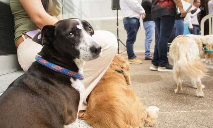 Inauguran primera clínica móvil para atender a perros y gatos en Tolima