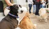 Tras los incendios en Tolima, buscan esterilizar a más de 100 perros y gatos