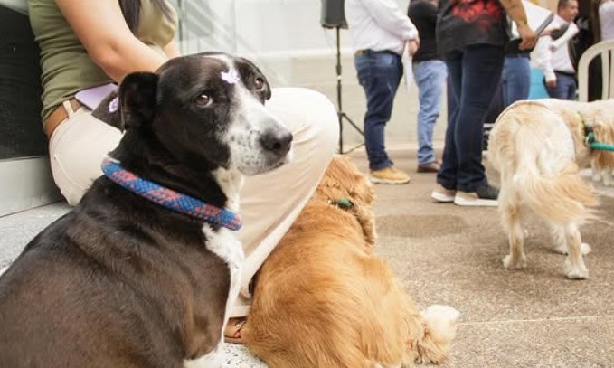 Tras los incendios en Tolima, buscan esterilizar a más de 100 perros y gatos
