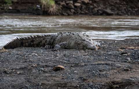 Un cocodrilo hembra se embarazó sin necesidad de un macho en Costa Rica