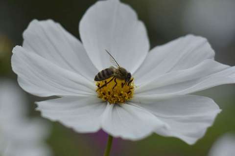 Abejas africanizadas detectarían campos minados