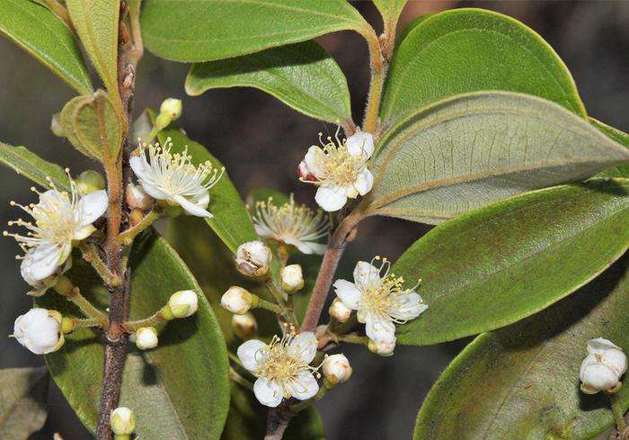 Flores del árbol recién bautizado como Rhodamnia zombi antes de que la infección por roya del mirto detuviera todo nuevo crecimiento.