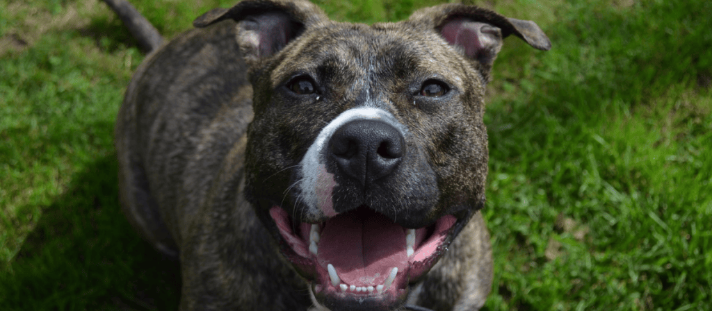 Bozales para perros: estas son las razas que deben usarlo por Ley en Colombia