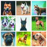 Perros de manejo especial, un debate marcado por la estigmatización y la inexperiencia