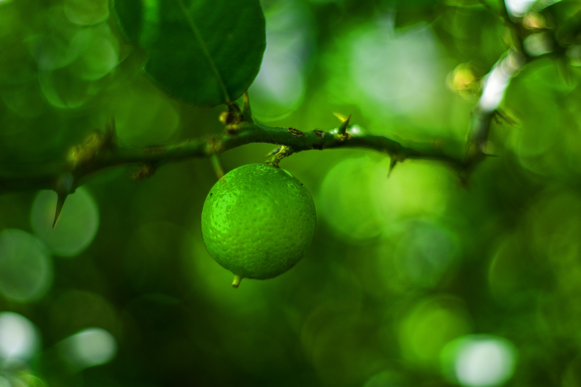 Foto que muestra en primer plano a un limón de verde intenso aún pendiendo de la rama de un árbol.